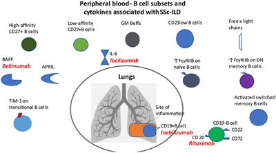 The Role of B Cells in Scleroderma Lung Disease Pathogenesis